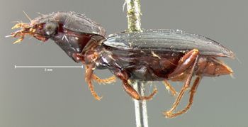 Media type: image;   Entomology 5561 Aspect: habitus lateral view